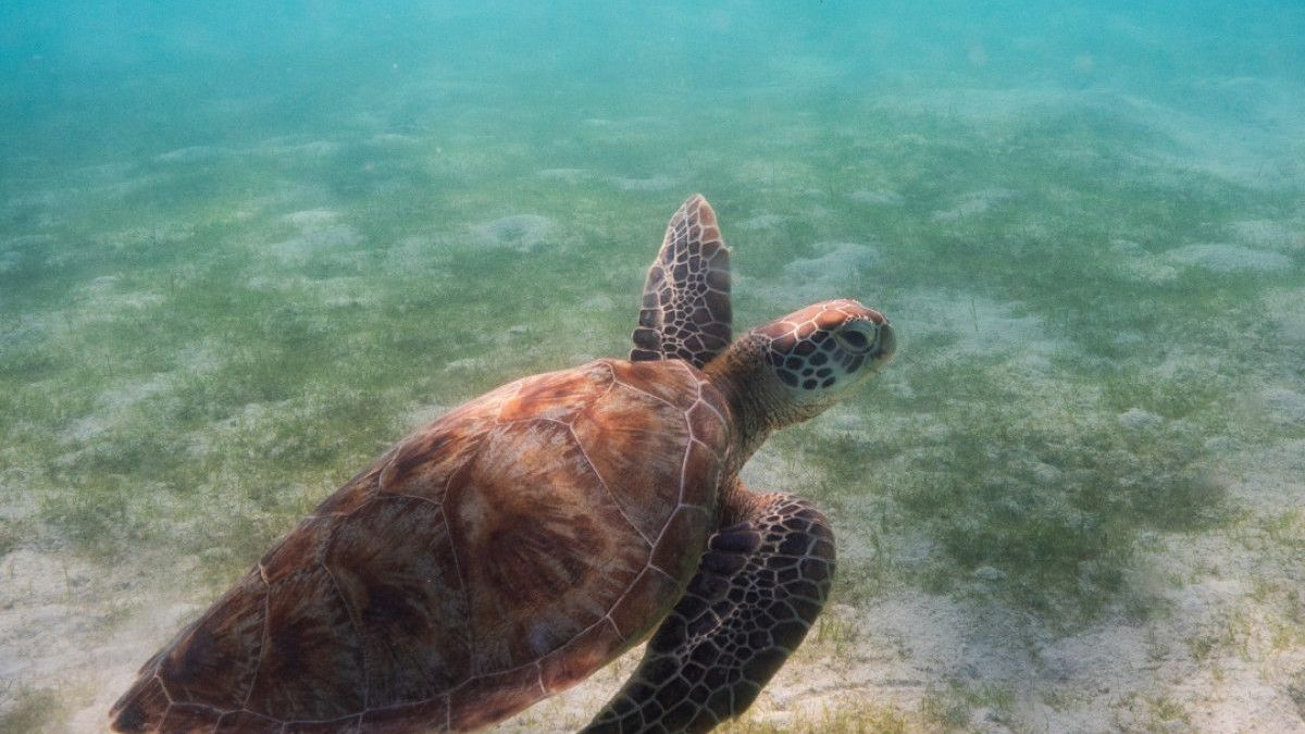 Coco Palm Dhuni Kolhu marks a decade of sea turtle conservation with The Olive Ridley Project